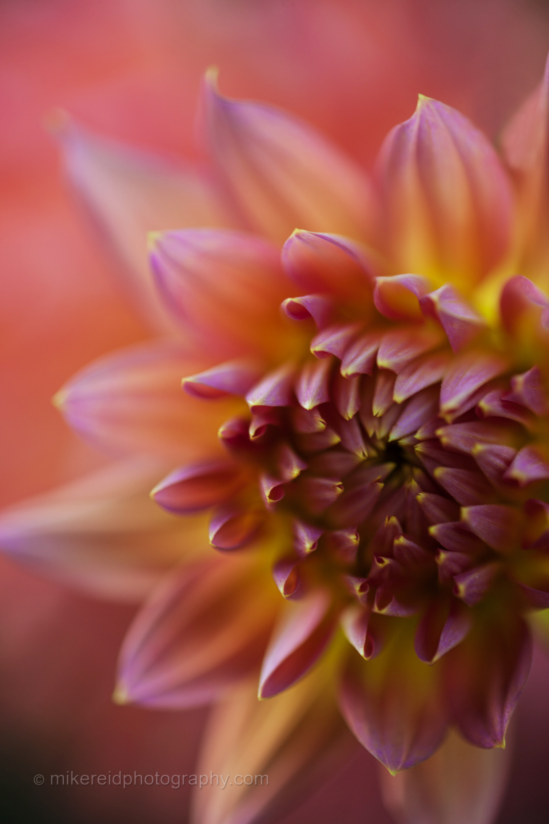 Warm coral dahlia photographed with soft selective focus