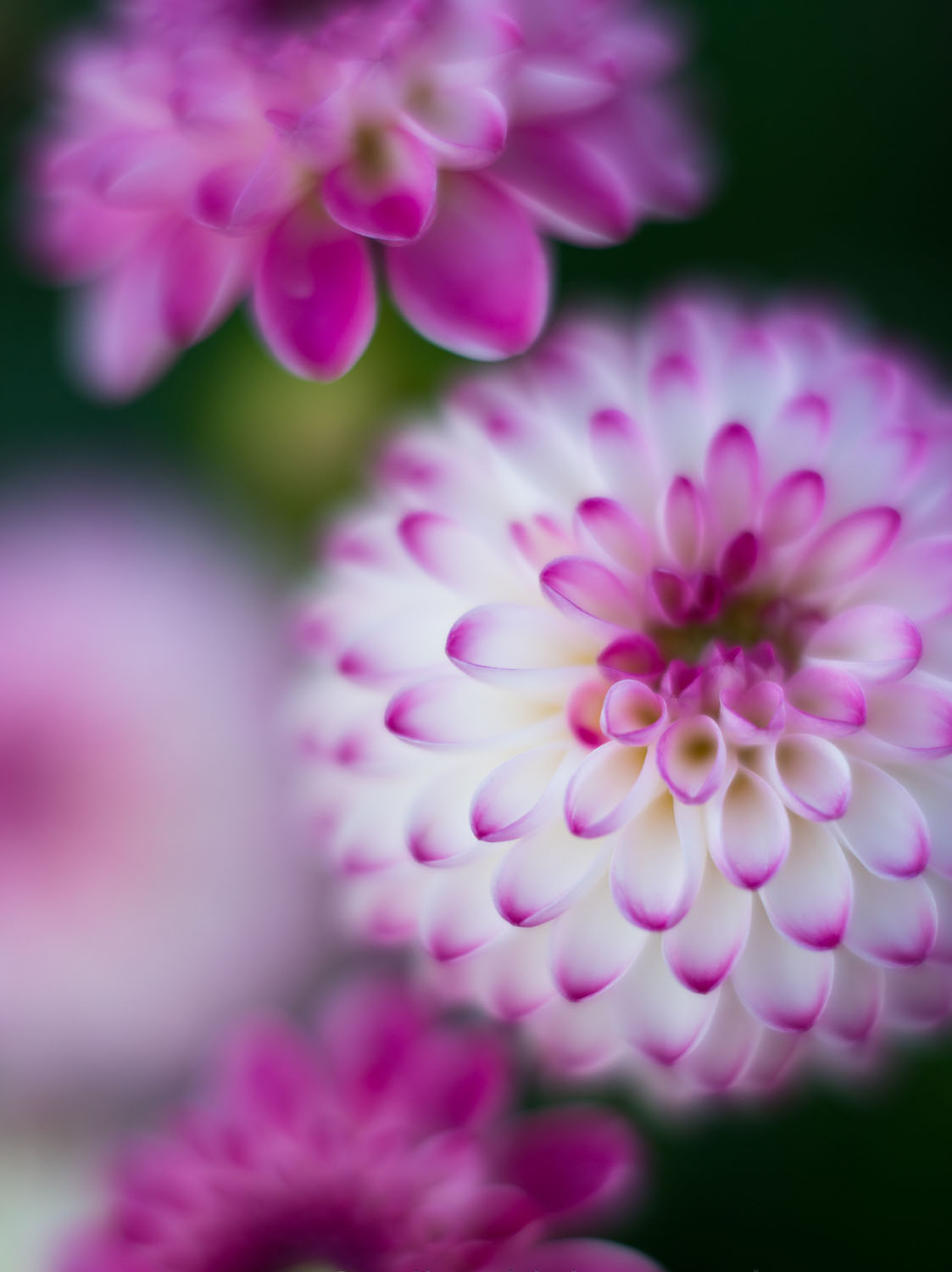 Pink and white dahlias photographed with a soft green background