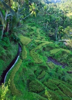 Bali Green Terraces