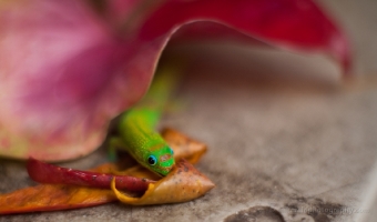 Gecko Peeking