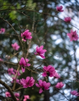 Flower Photography Pink Magnolia Canon.jpg