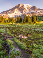 Mount Rainier Photography Trail to Rainier.jpg