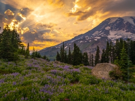 Mount Rainier Photography Wildflowers Sunset Sunrays.jpg