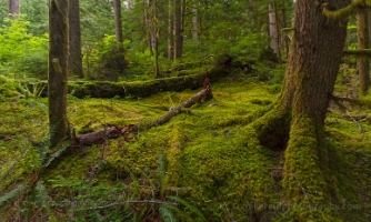 Moody Rainier Forest