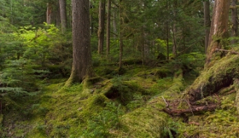 Rainier Moss Groves