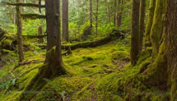 Rainier National Park Forest
