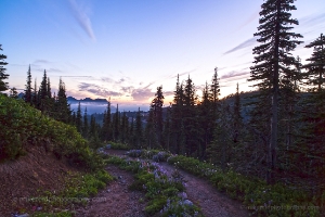 Trail back to paradise