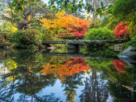 Seattle Kubota Japanese Garden Fall Colors Koi Pond Bridges