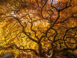 Seattle Kubota Japanese Garden Fall Colors Tangled Tree Golden Light