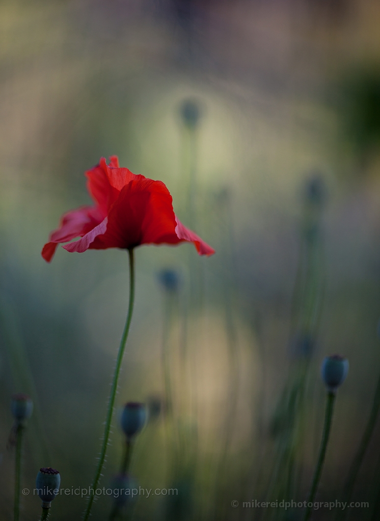 Single red poppy with soft dreamy background