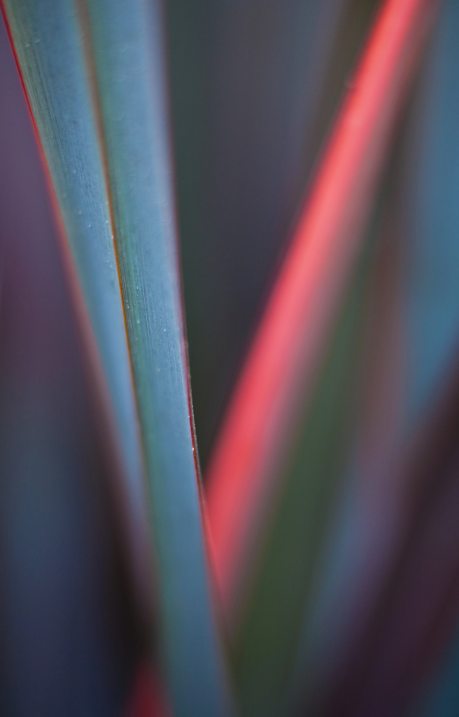 Abstract close-up of red and green blades with minimal composition
