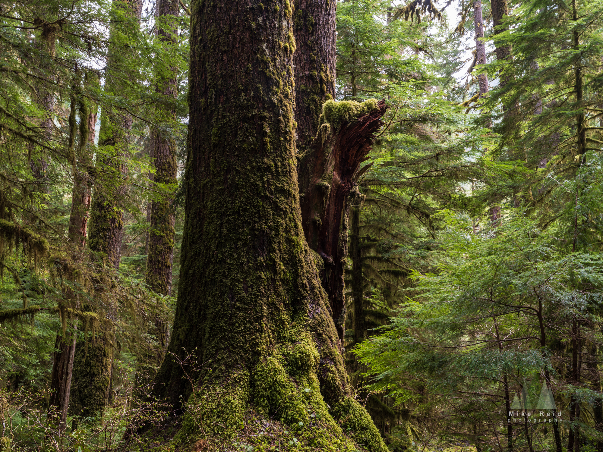 Large rainforest trees in Southeast Alaska