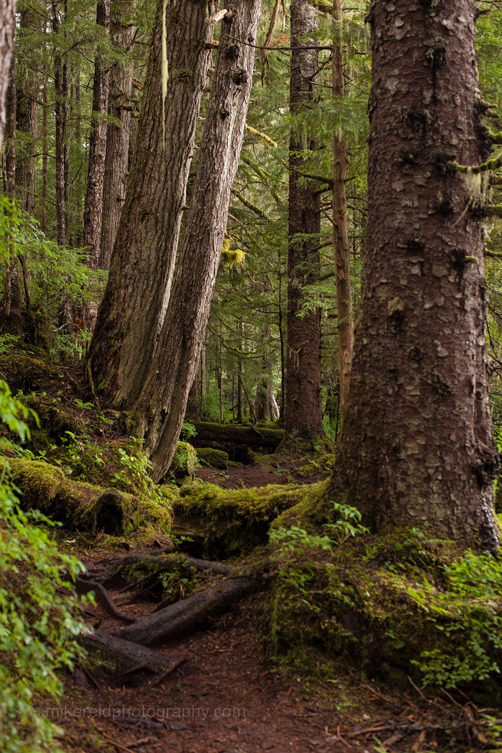 Mossy rainforest trail in Southeast Alaska