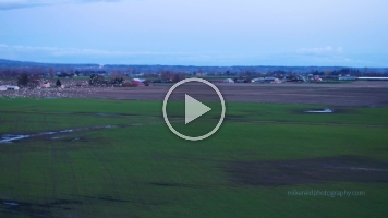 Skagit Snow Geese Swarming Drone Video.mp4 A collection of 4k aerial #drone videos from around the Pacific Northwest.