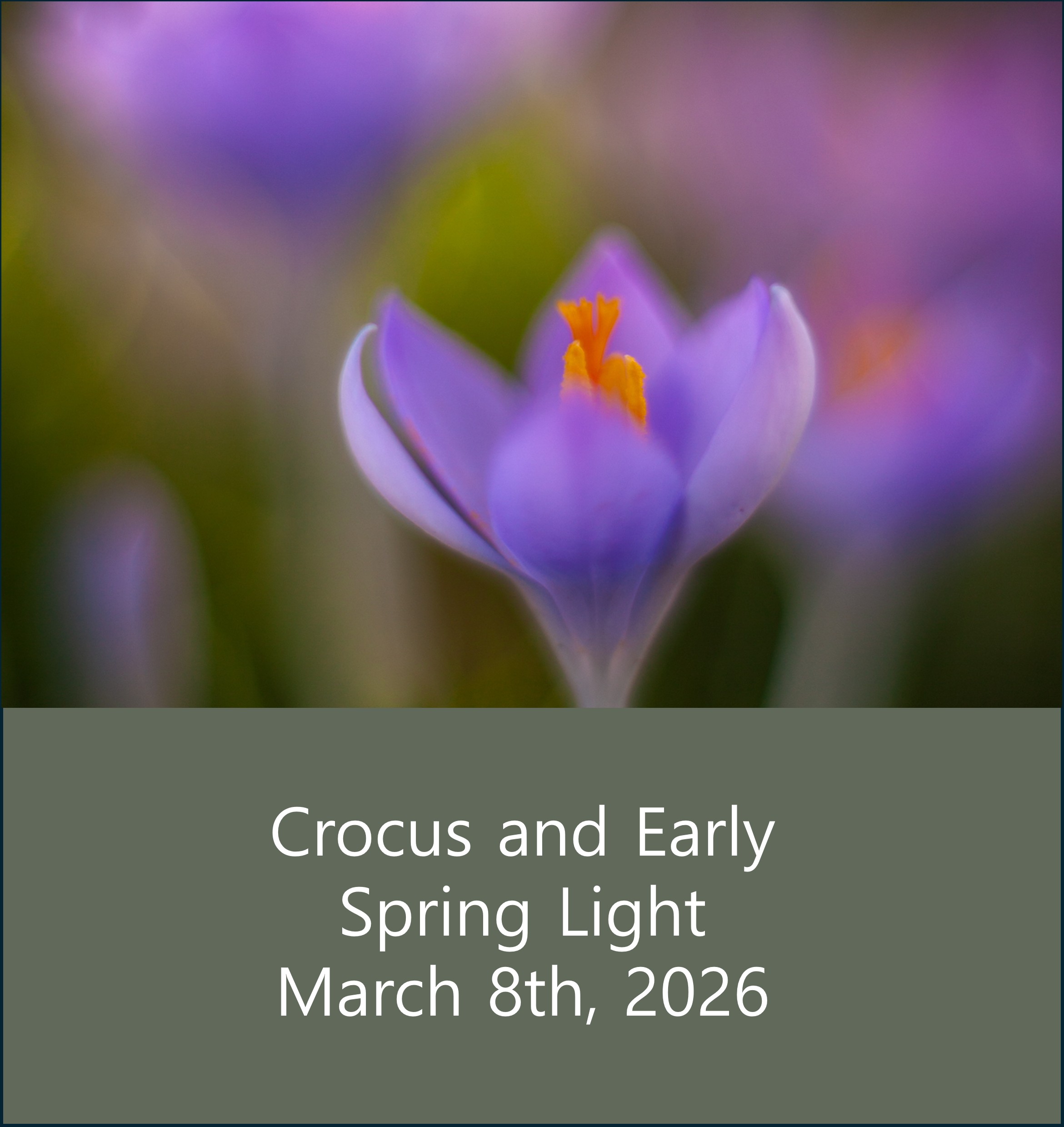 Crocus and Early Spring Light Field Session thumbnail