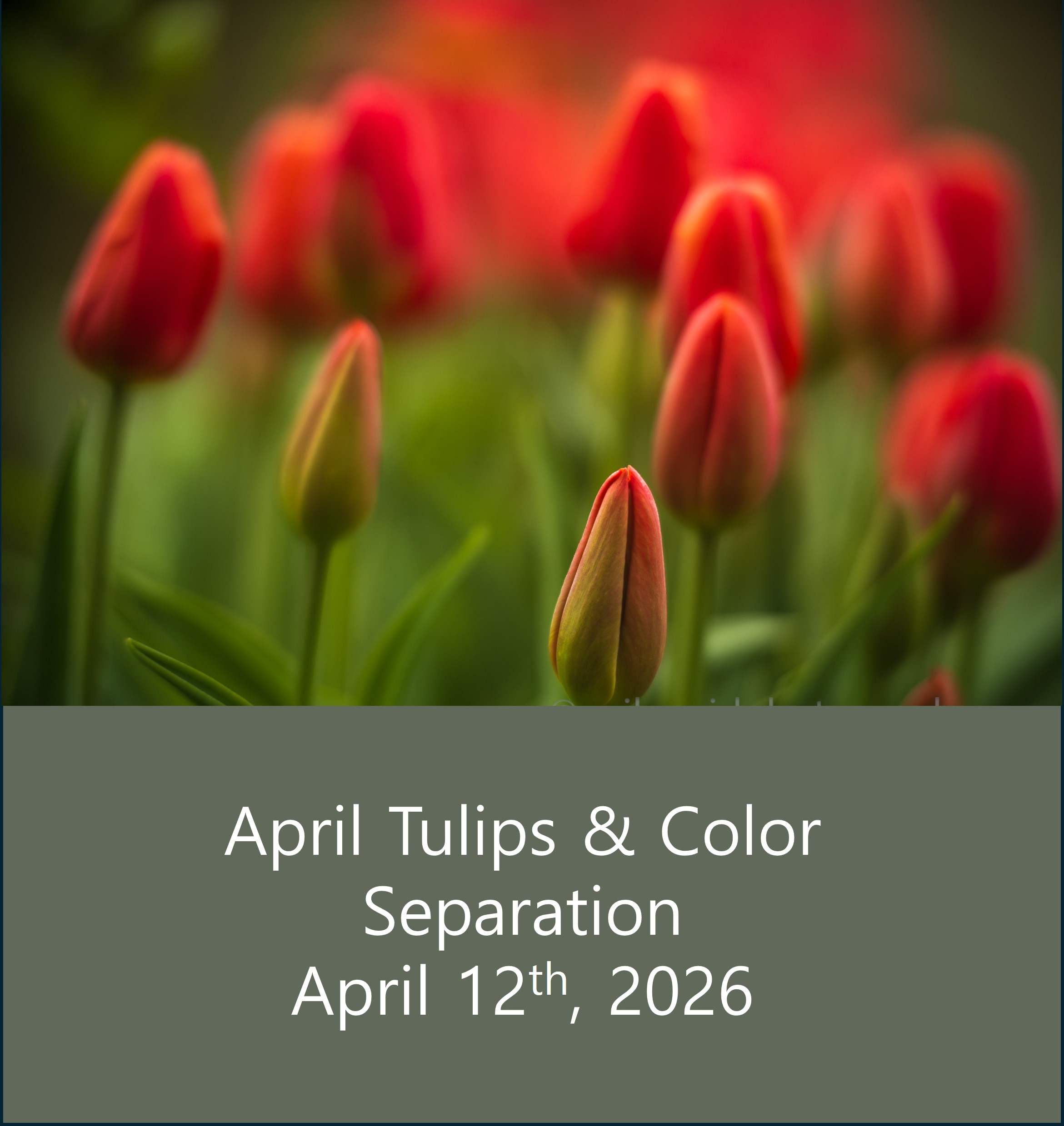 April Tulips and Color Separation Field Session thumbnail