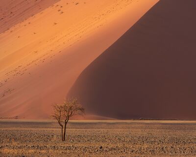 Solitary Tree Beneath the Dunes of Sossusvlei A solitary desert tree stands beneath the immense red dunes of Sossusvlei in Namibia. Warm light across the dune face and the deep triangular shadow behind the...