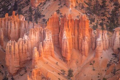 Bryce Canyon Hoodoos in Warm Light, Utah Telephoto Landscape A telephoto view of the intricate sandstone hoodoos in Bryce Canyon National Park, Utah. Warm sunlight illuminates towering orange and coral-colored rock...