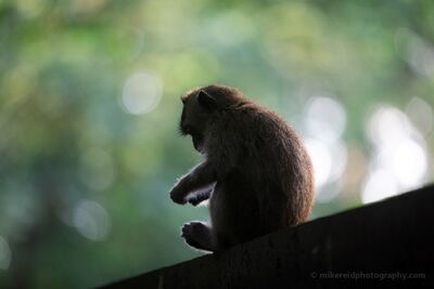 Macaque in Soft Forest Light at Ubud A long-tailed macaque sits quietly in profile at the Ubud Monkey Forest in Bali, Indonesia, outlined by soft light filtering through the tropical canopy. The...