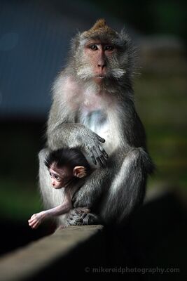 Mother and Baby Macaque in Ubud Monkey Forest A mother macaque cradles her infant in the Sacred Monkey Forest Sanctuary in Ubud, Bali. Soft light isolates the pair against a dark, blurred background, while...