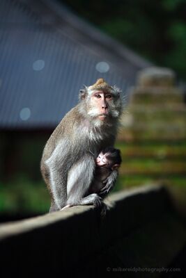 Mother and Infant Macaque in Ubud Monkey Forest A mother long-tailed macaque holds her infant close in the Ubud Monkey Forest in Bali, Indonesia. Soft filtered light separates the pair from the darker forest...