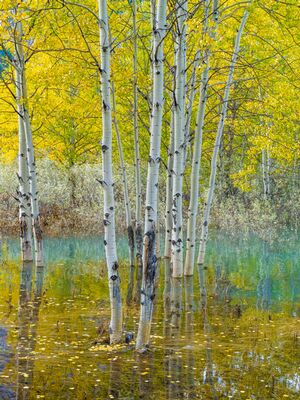 Golden Aspens Reflected in Turquoise Water – Vertical Autumn Serenity | GFX100S A fine art vertical composition of golden aspens mirrored in turquoise water, captured with the Fujifilm GFX100S. The scene blends autumn warmth and cool...