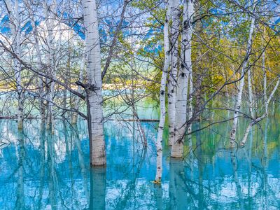 Golden Aspens Reflected in Turquoise Water – Vertical Autumn Serenity | GFX100S A fine art vertical composition of golden aspens mirrored in turquoise water, captured with the Fujifilm GFX100S. The scene blends autumn warmth and cool...