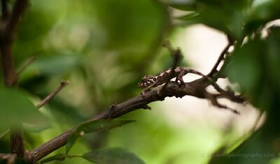 Baby Chameleon