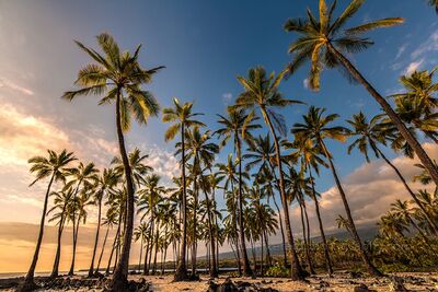 Swaying Palms at Sunset on the Big Island Tall coconut palms lean and sway above the lava coast of Hawaii’s Big Island in warm late-day light. Golden sunlight catches the trunks and fronds while blue...