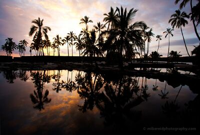 Hawaii City of Refuge Palm Trees Silhouetted coconut palms stand along the lava coast at Puʻuhonua o Hōnaunau on Hawaii’s Big Island, mirrored in still tide pools beneath a softly glowing...