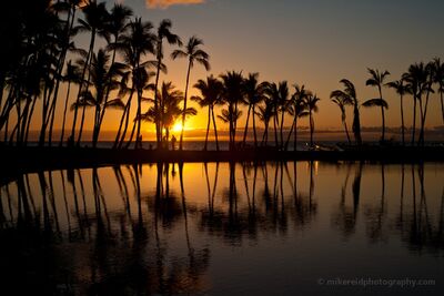 Kukio Bay Palm Reflections at Sunset Palm trees silhouette against a glowing Hawaiian sunset at Kukio Bay on the Big Island, their reflections stretching across the still water in the foreground....