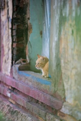 Contemplative Cat in Phnom Penh A small cat pauses in a weathered window opening in Phnom Penh, Cambodia, framed by layers of faded green, blue, and pink paint. The shallow depth of field and...