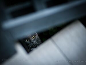 Cat Photography