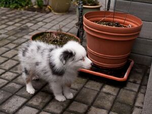 Dog Photography