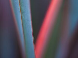 Botanical Abstracts