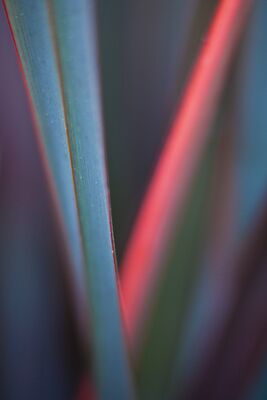 Red and Blue New Zealand Flax An abstract study of New Zealand flax, with overlapping blades reduced to bands of blue-green, red and deep shadow. A narrow plane of focus gives just enough...