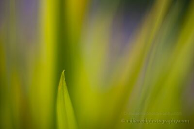 Feathery Green Grass Abstract A soft-focus botanical abstract built from overlapping blades of green grass and narrow planes of focus. The shallow depth of field turns the leaves into layers...