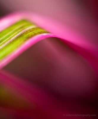 Grass Bend Abstract A close-up botanical abstract photographed at Seattle’s Volunteer Park Conservatory. A curving green blade edged in vivid pink emerges from a field of soft...