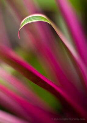 Grass Folds Abstract A colorful botanical abstract photographed at Seattle’s Volunteer Park Conservatory with a Canon 85mm f/1.2 lens. A curved green blade arcs through vivid pink...