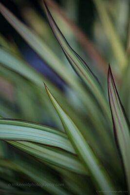 Multicolor New Zealand Flax A layered abstract study of New Zealand flax, with overlapping blades shifting between green, blue, violet and muted red. Photographed handheld, the composition...