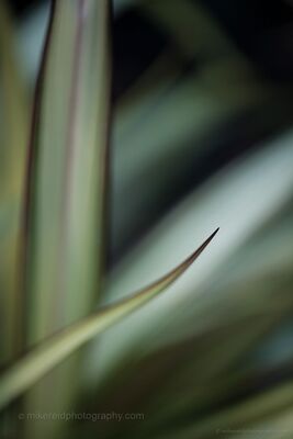 Green Teal New Zealand Flax A soft botanical abstract of New Zealand flax, photographed handheld with shallow depth of field. One narrow blade curves into focus against broader layers of...