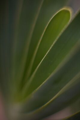 Palm Patterns A quiet botanical abstract built from overlapping palm leaves and a narrow plane of focus. Photographed handheld, the composition emerged by moving through the...