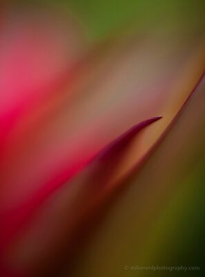 Succulent Tip A soft botanical abstract built around the pointed tip of a succulent leaf, emerging from overlapping washes of red, green and warm gold. Photographed handheld...
