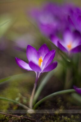 Beautiful Garden Photo