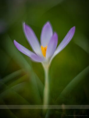 Delicate Flower