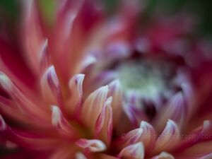 Dahlia Photography