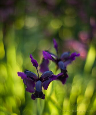 Japanese Iris Sunlight Deep purple Japanese irises stand against a glowing garden background as late sunlight filters through surrounding foliage. The shallow depth of field turns the...