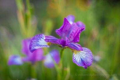 Light Purple Irises in Soft Evening Light Light purple irises photographed in soft evening light, with one bloom held in selective focus against a gentle green garden background. The white and violet...