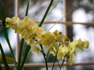 Orchid Photography