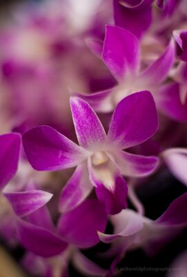 Beautiful Orchid Cluster